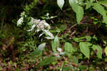 Loomis' mountainmint